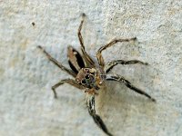 D8972-Plexippus petersi